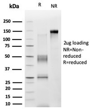 ZNF276 Antibody