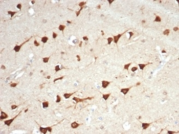 BPIFB1 Antibody