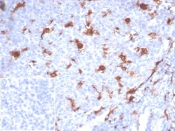 BPIFB1 Antibody