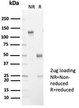 BPIFB1 Antibody