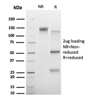 HDAC3 Antibody