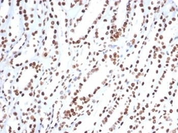 XRCC5 Antibody