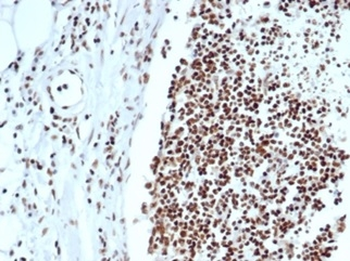 XRCC5 Antibody
