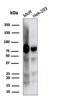 XRCC5 Antibody