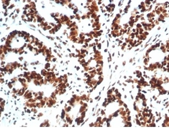 XRCC5 Antibody