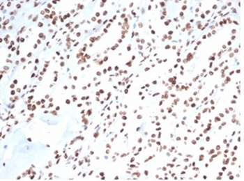 XRCC5 Antibody