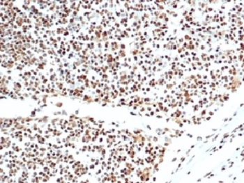 XRCC5 Antibody