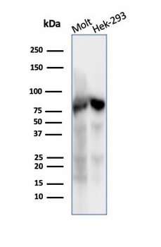 XRCC5 Antibody
