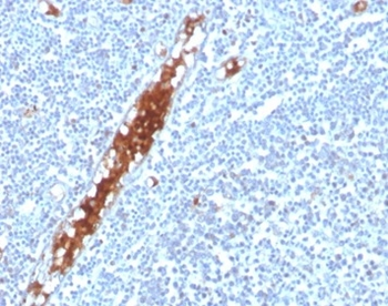 SPARC Antibody