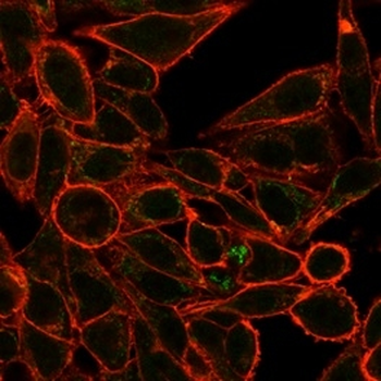 RXRG Antibody