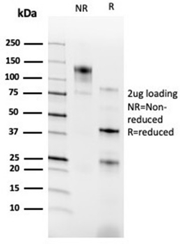 RXRG Antibody
