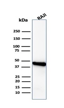 ACTB Antibody
