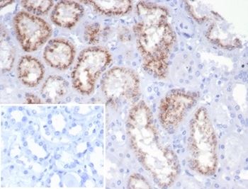 RBP4 Antibody