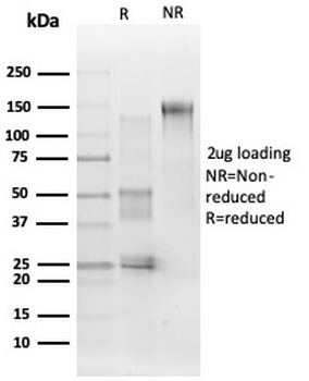 MAPK1 Antibody