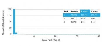 FBLIM1 Antibody