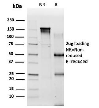 PBX2 Antibody