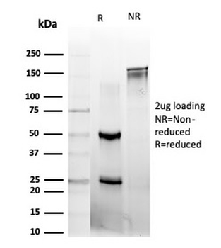 MYCL Antibody