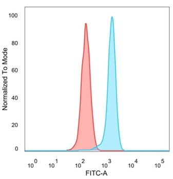 MEF2D Antibody
