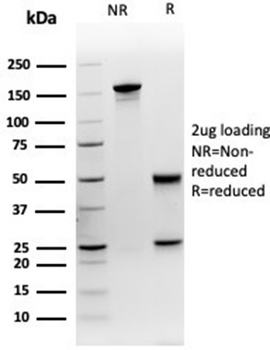 MEF2D Antibody