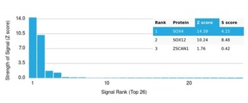 SOX4 Antibody