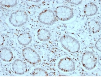 SOX4 Antibody