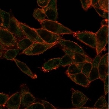 SOX4 Antibody