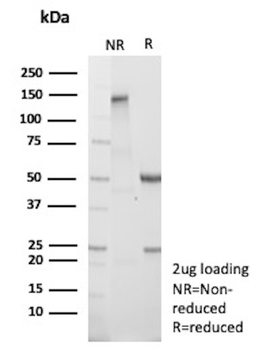 ACTA1 Antibody