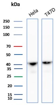ACTA1 Antibody