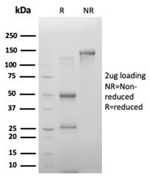 PHF10 Antibody