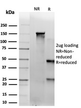 SAMD4B Antibody