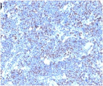 GMNN Antibody