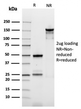 ODC1 Antibody