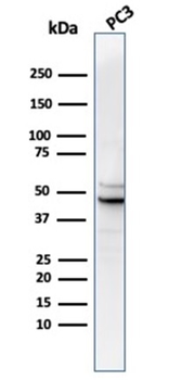 ODC1 Antibody