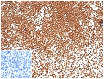 NPM1 Antibody