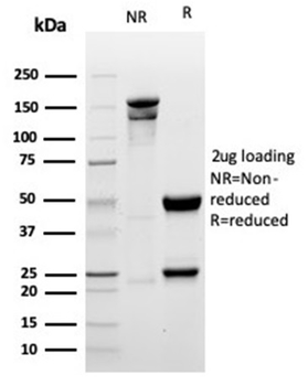 MYOG Antibody