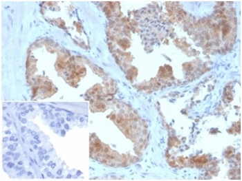 MIF Antibody