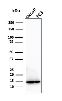 MIF Antibody