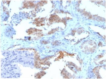 MIF Antibody