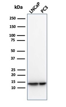 MIF Antibody