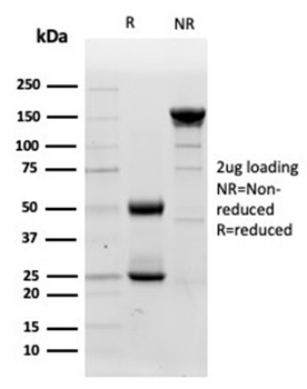 LYZ Antibody