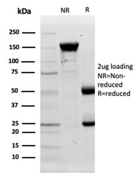 LYZ Antibody