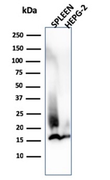 LYZ Antibody