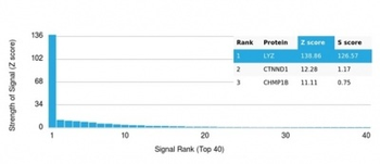 LYZ Antibody