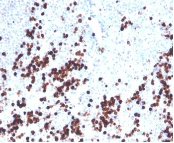 LYZ Antibody