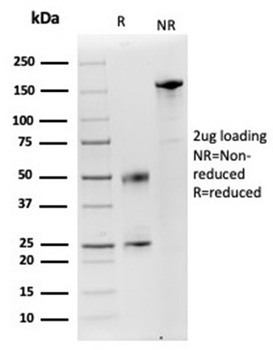 LYZ Antibody
