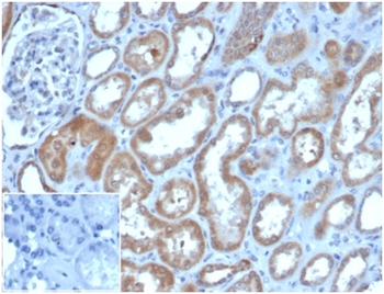 CD205 / LY75 / DEC-205 Antibody