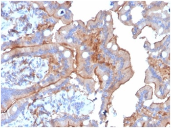 CD205 / LY75 / DEC-205 Antibody