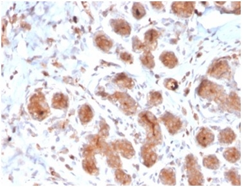 LTF Antibody