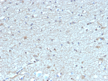 LEPR Antibody