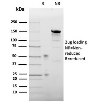 LEPR Antibody
